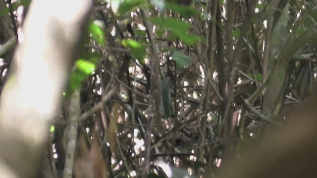 White-crested Laughingthrush - ML618073133