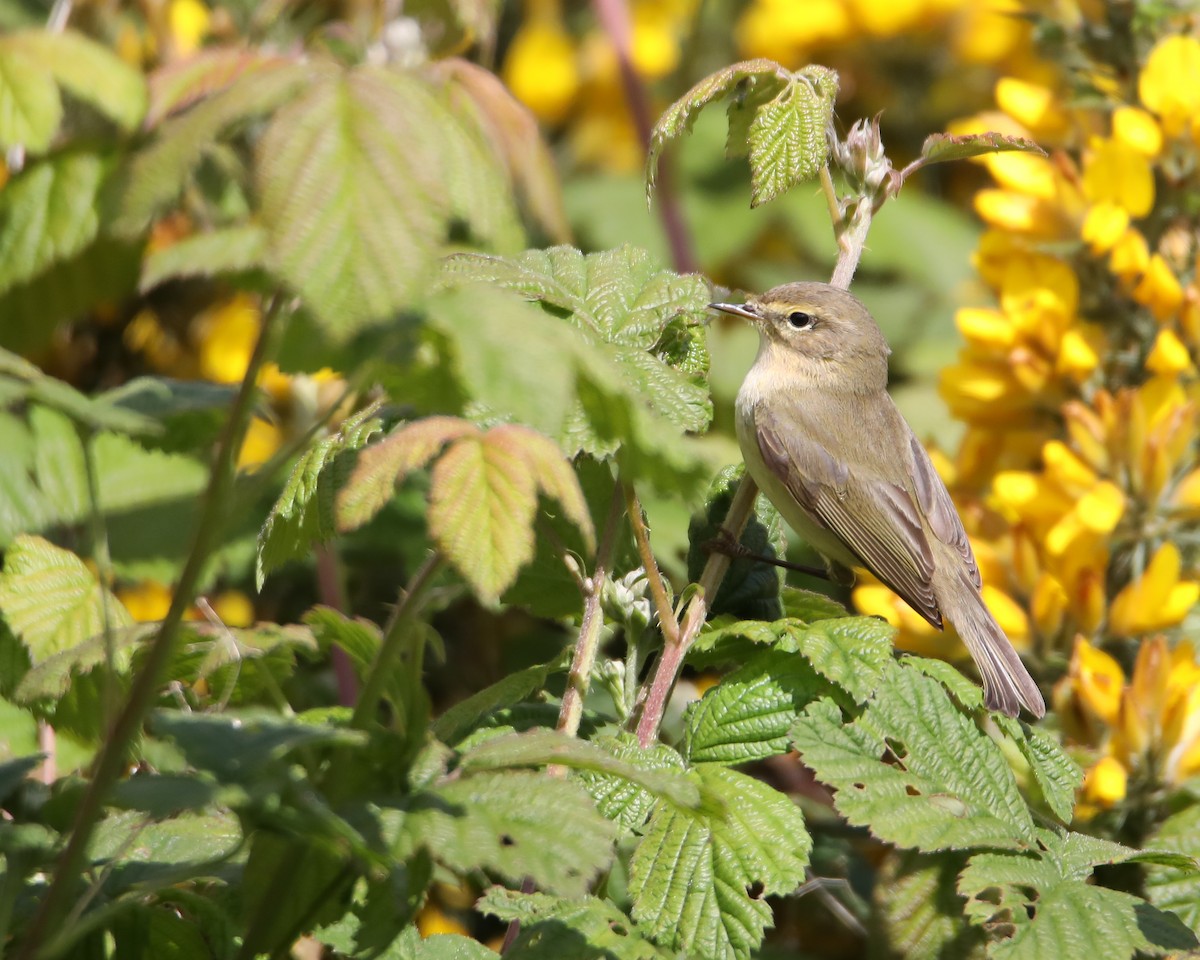 Mosquitero Común - ML618073142