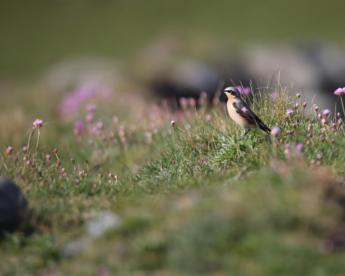 Northern Wheatear - ML618073148