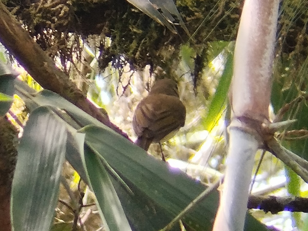 Green-backed Whistler - ML618073150