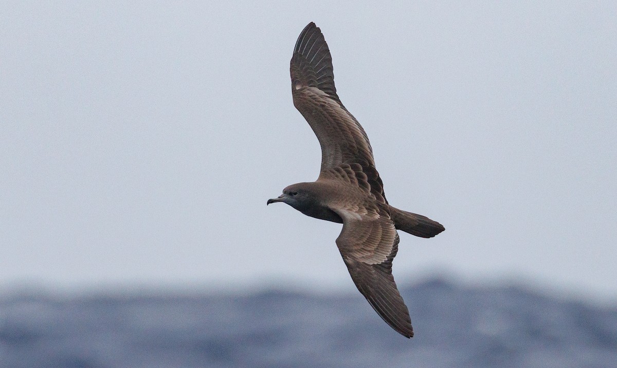 Wedge-tailed Shearwater - ML618073164