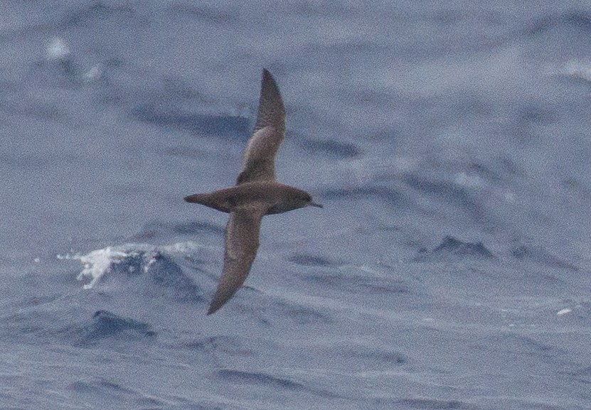 Sooty/Short-tailed Shearwater - ML618073166