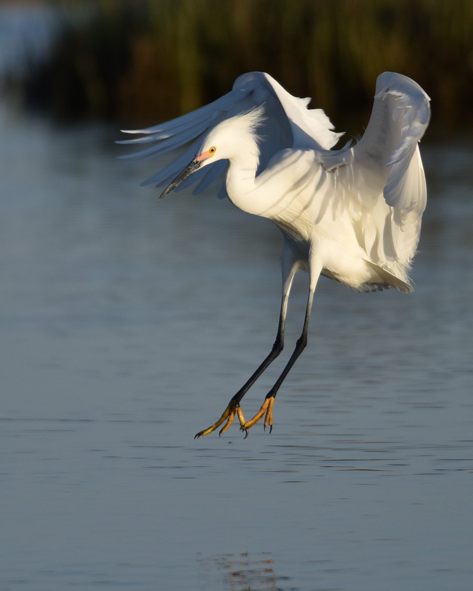 Snowy Egret - Lynn Kohler