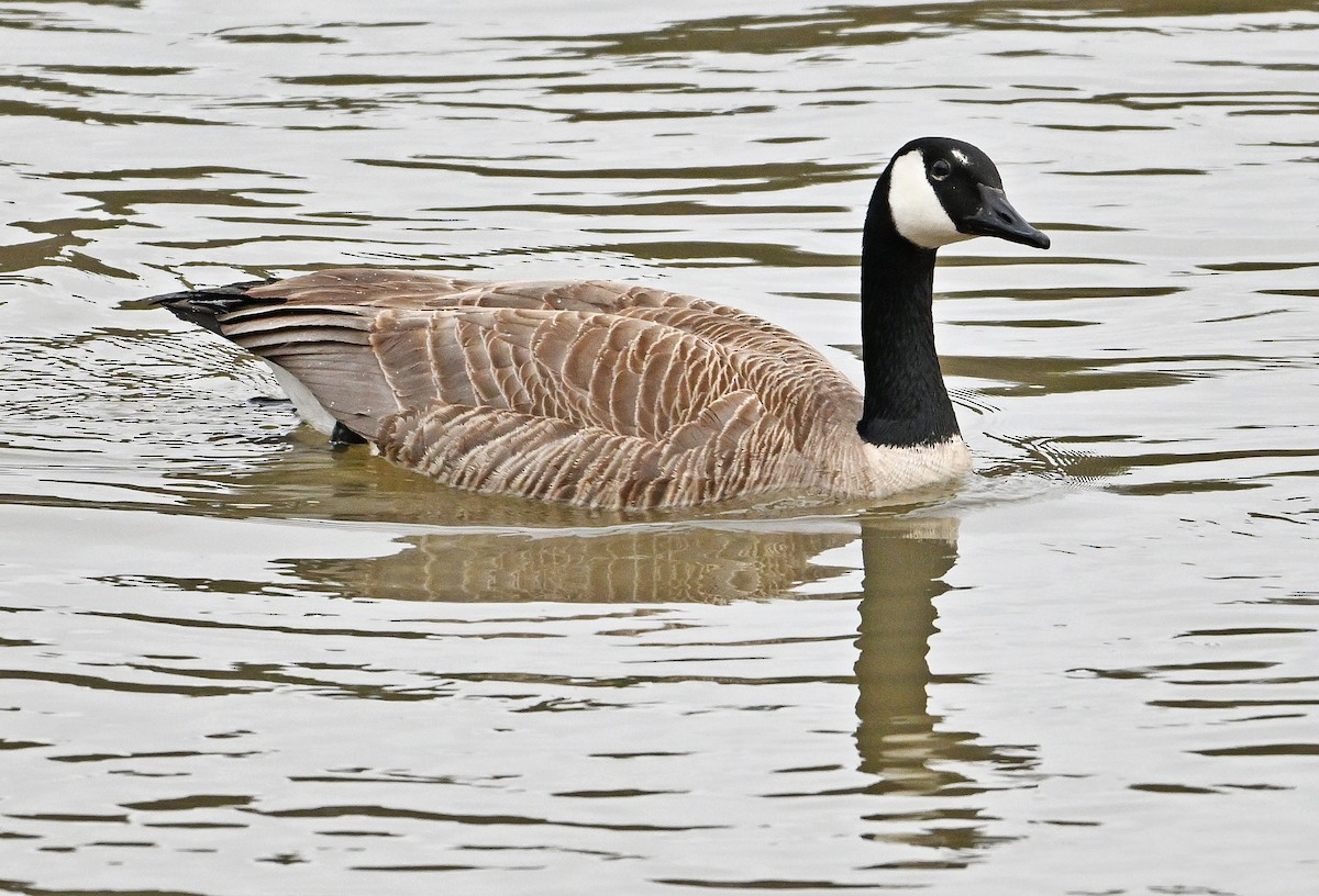 Canada Goose - Wayne Oakes