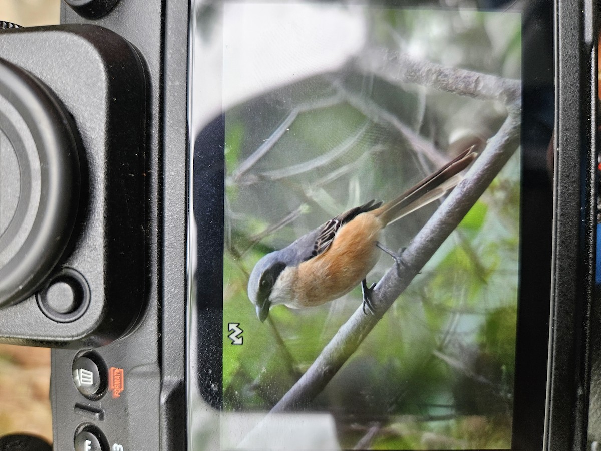 チベットモズ - ML618073287