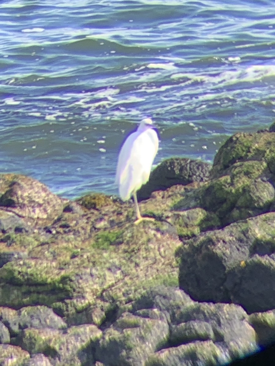 Little Egret - ML618073295