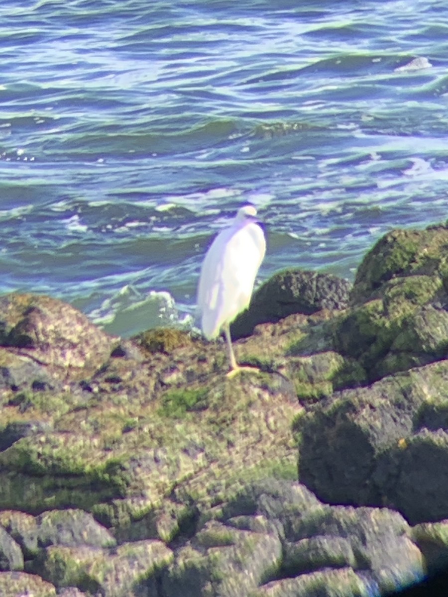 Little Egret - ML618073296