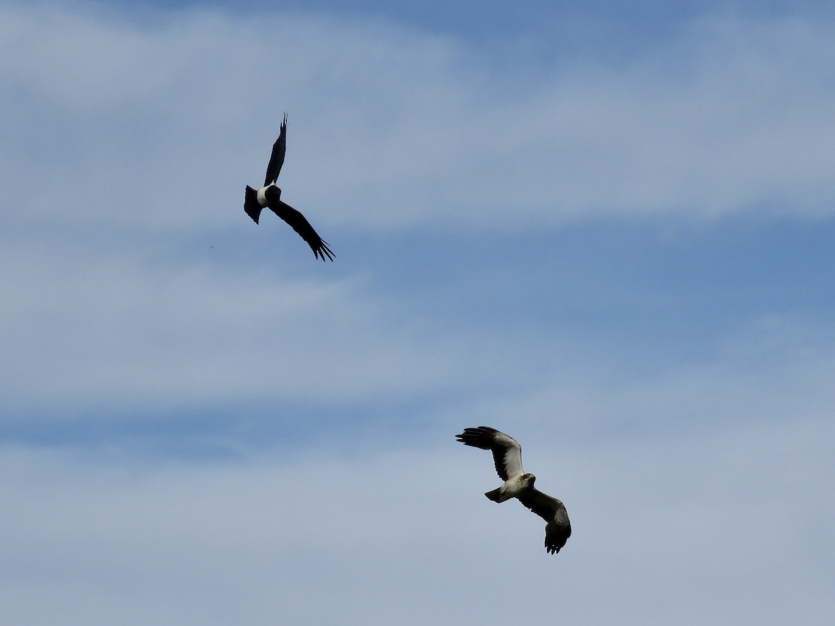 Pied Crow - Simon Pearce