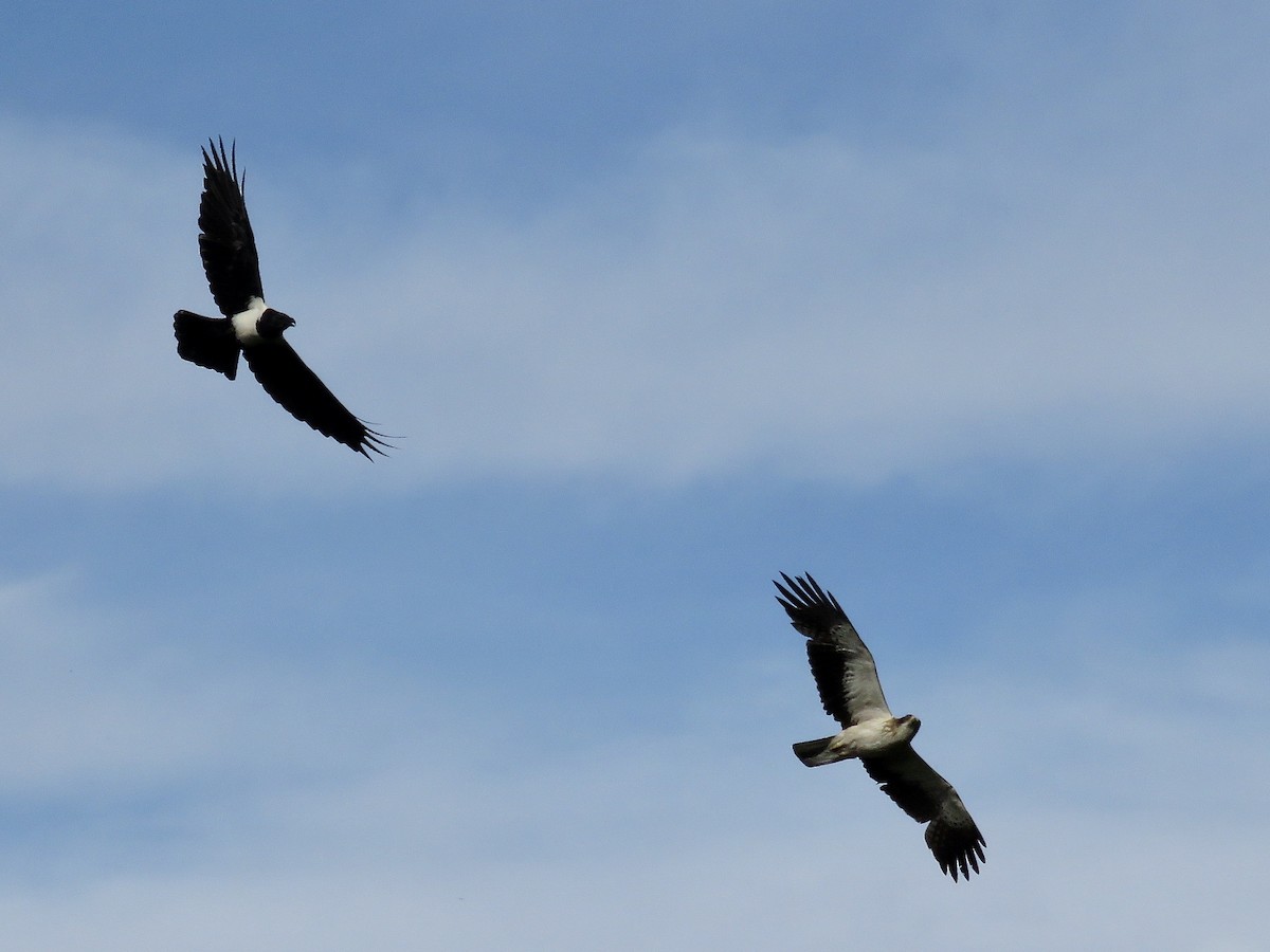 Pied Crow - Simon Pearce