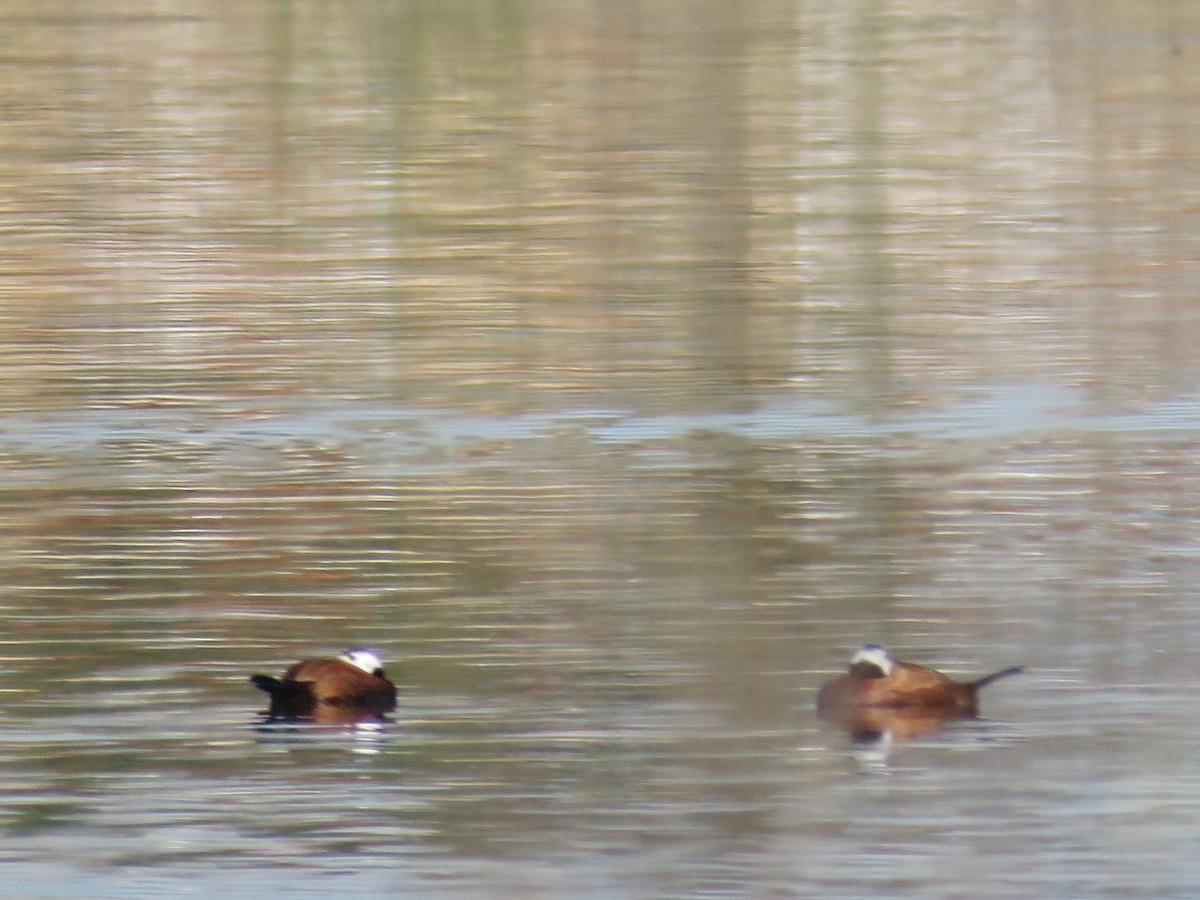 White-headed Duck - ML618073313