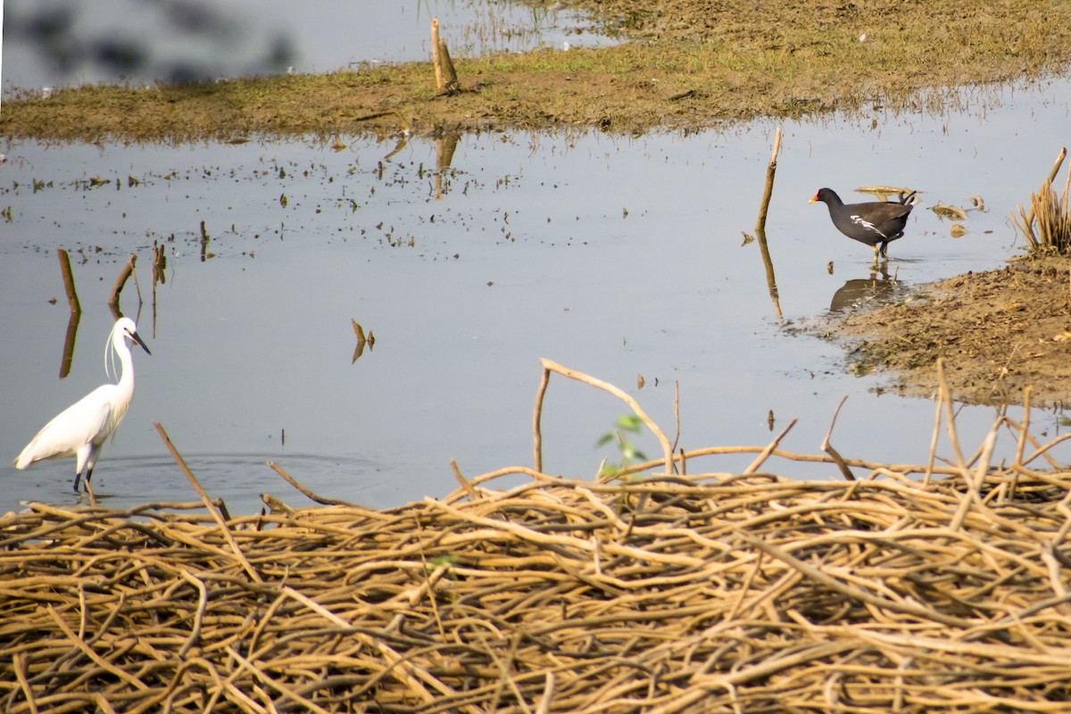 Eurasian Coot - ML618073315