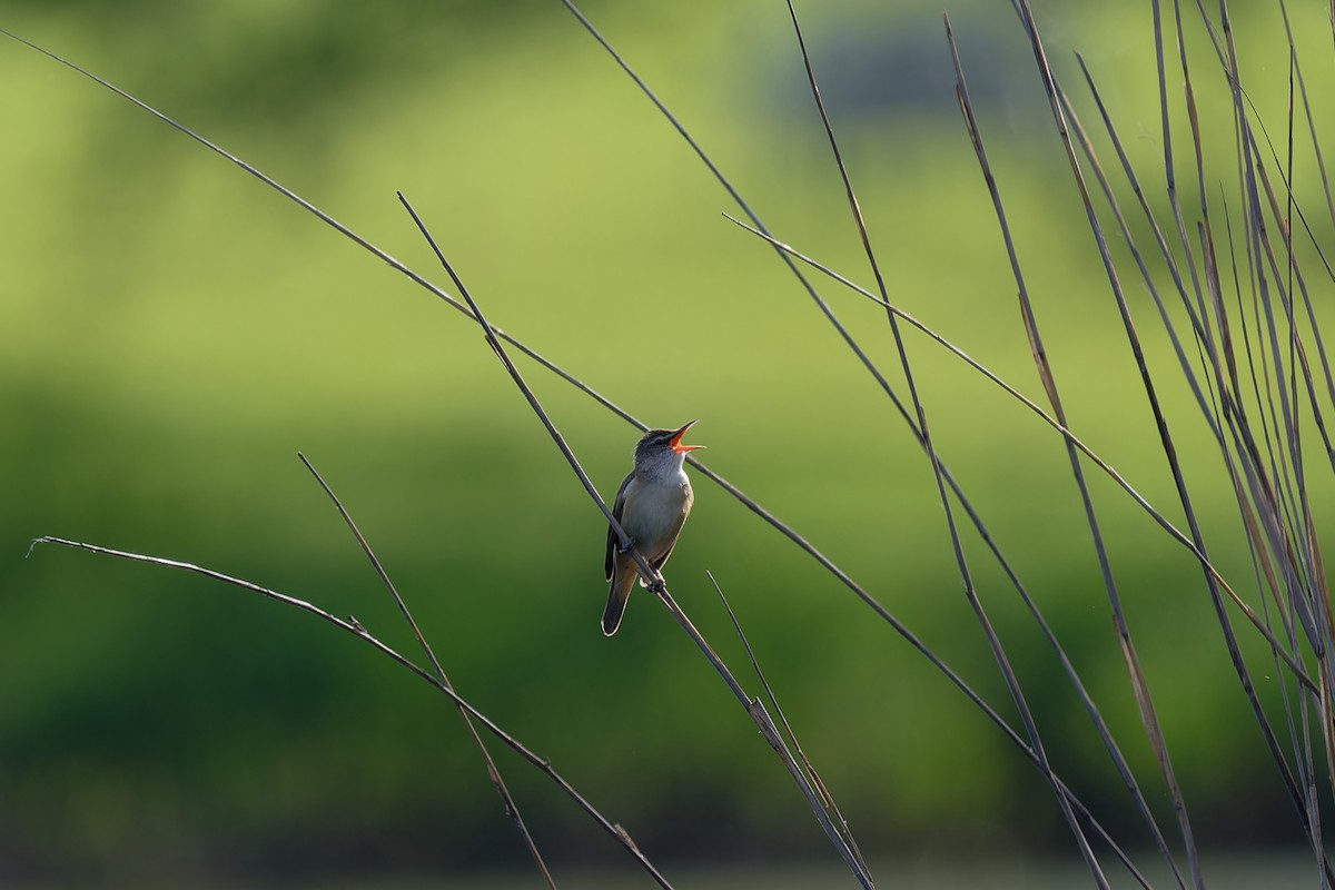 Great Reed Warbler - Andreas Stadler