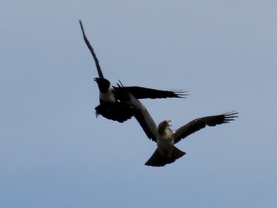 Booted Eagle - Simon Pearce