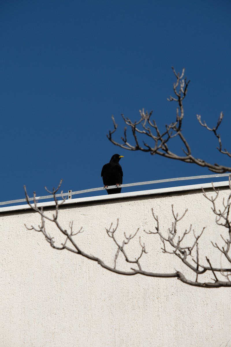 Yellow-billed Chough - ML618073348