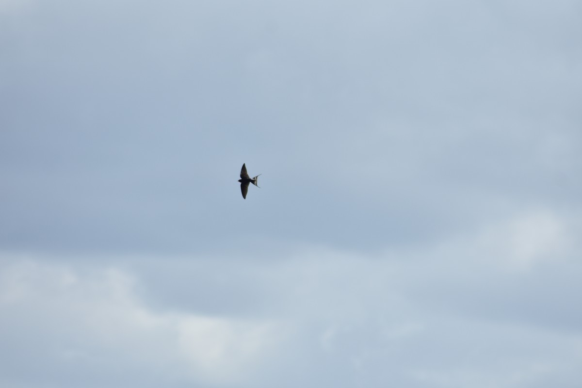 Barn Swallow - ML618073350