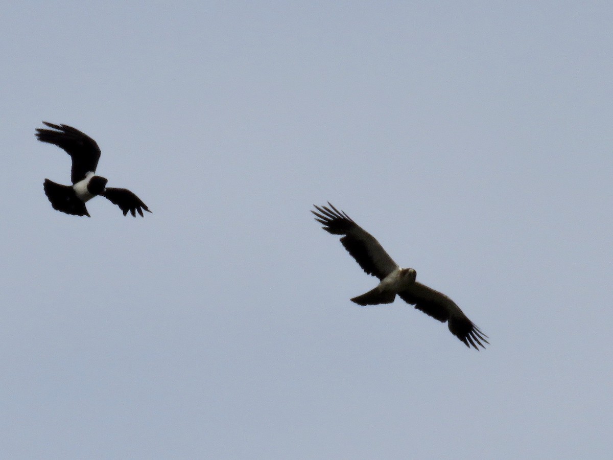 Pied Crow - Simon Pearce