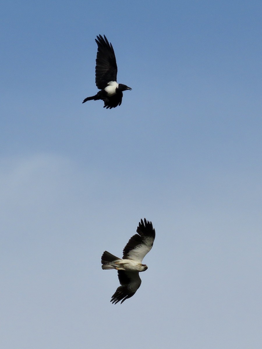 Booted Eagle - ML618073354