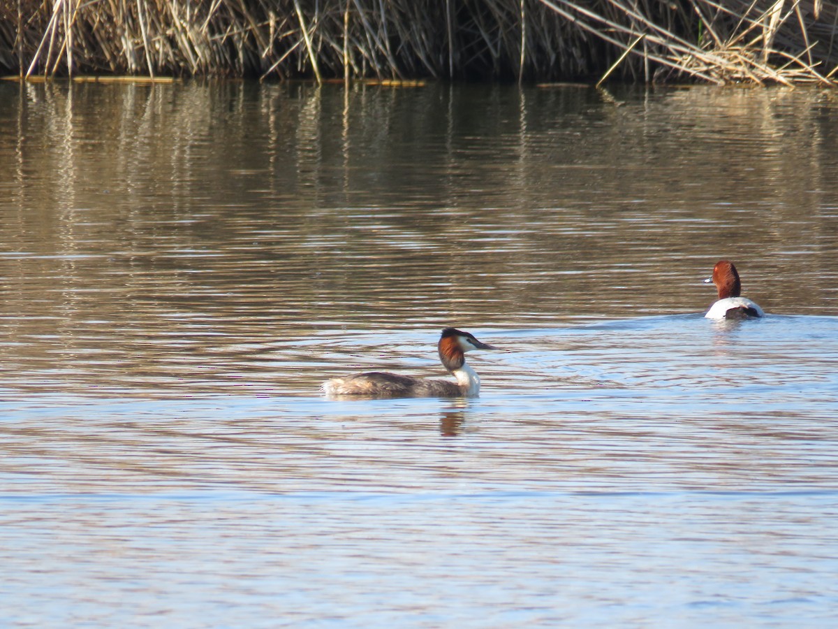 Great Crested Grebe - ML618073358