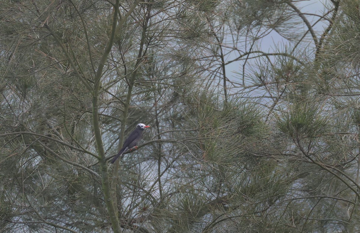 Black Bulbul (leucocephalus Group) - Chi-Hsuan Shao