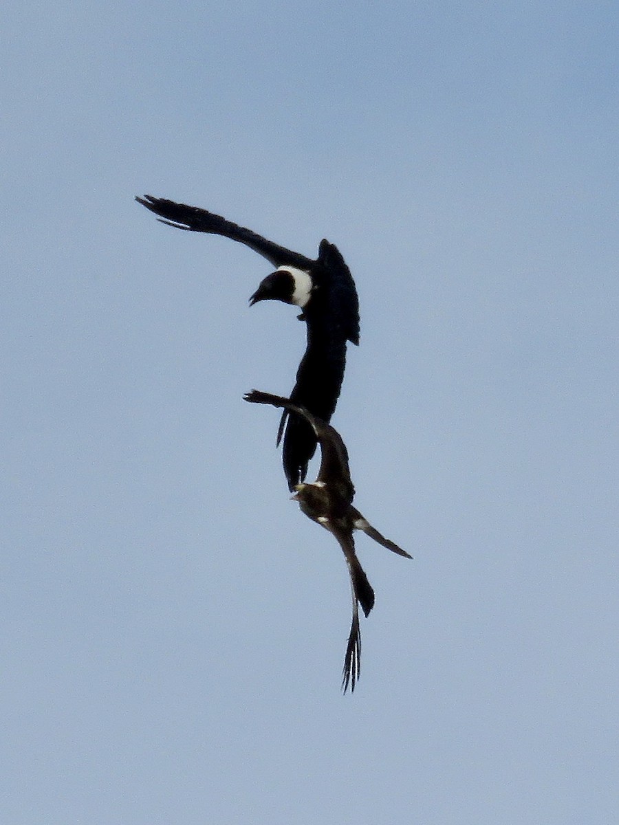 Booted Eagle - ML618073378