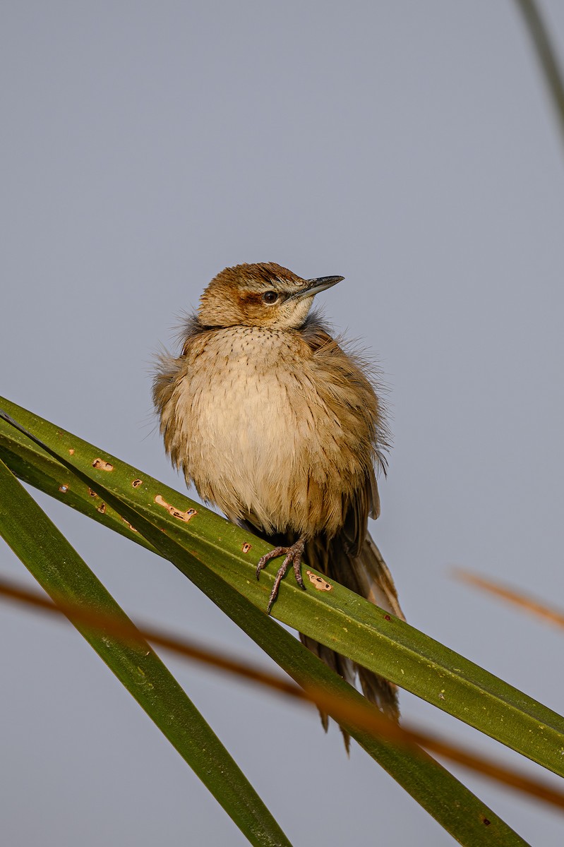 Striated Grassbird - Sudhir Paul