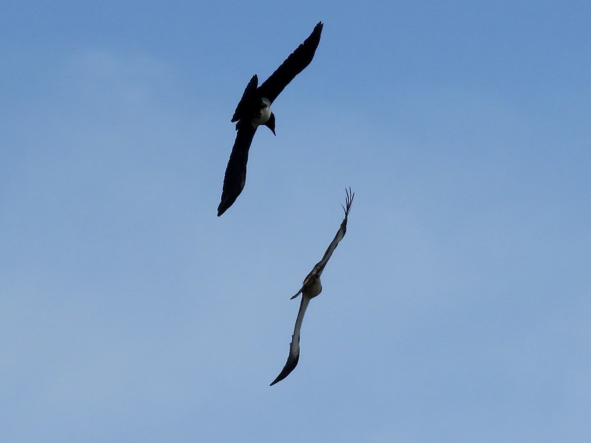 Booted Eagle - ML618073383