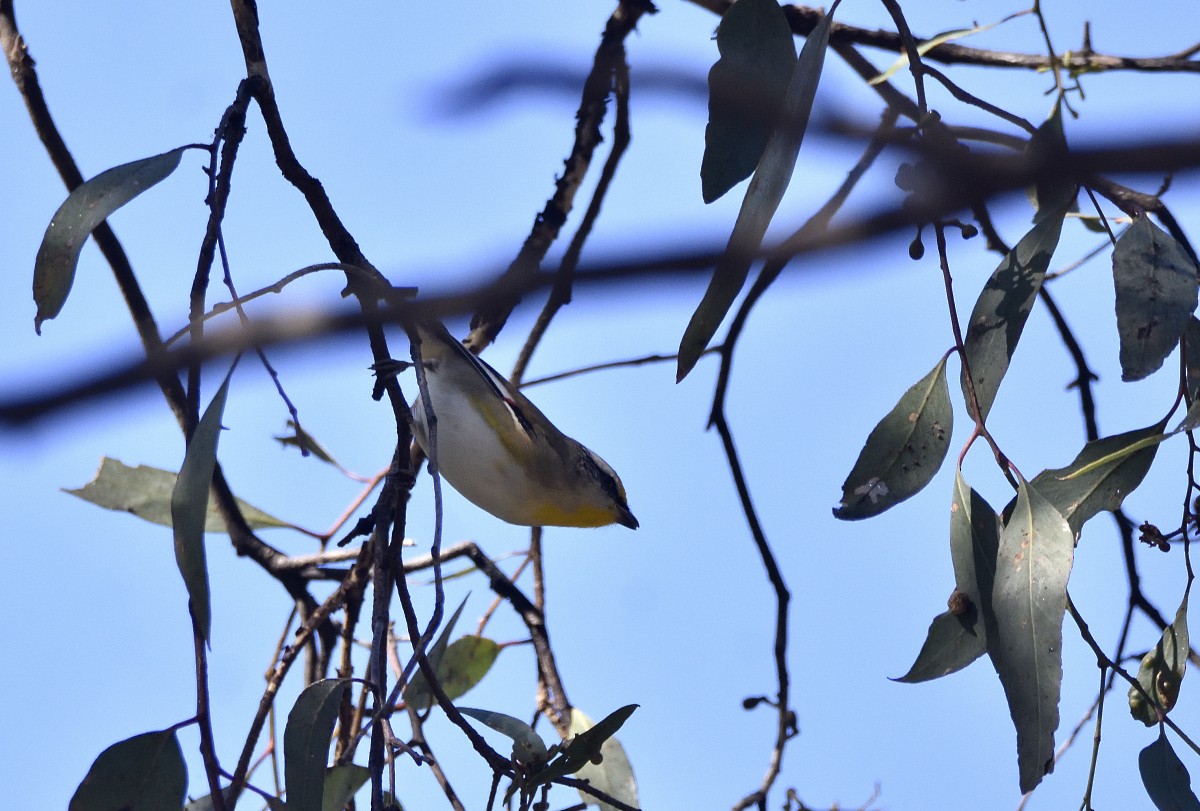 Striated Pardalote (Eastern) - ML618073387