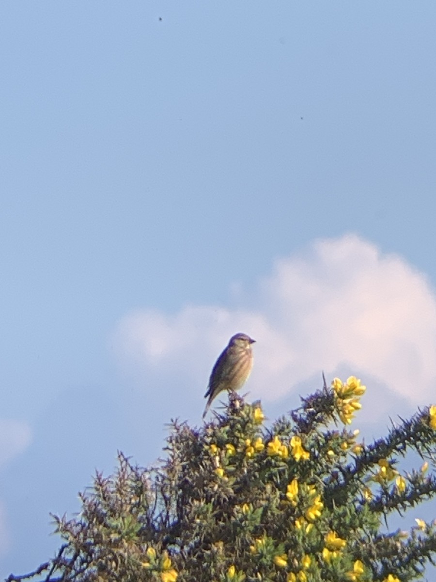 Eurasian Linnet - ML618073390