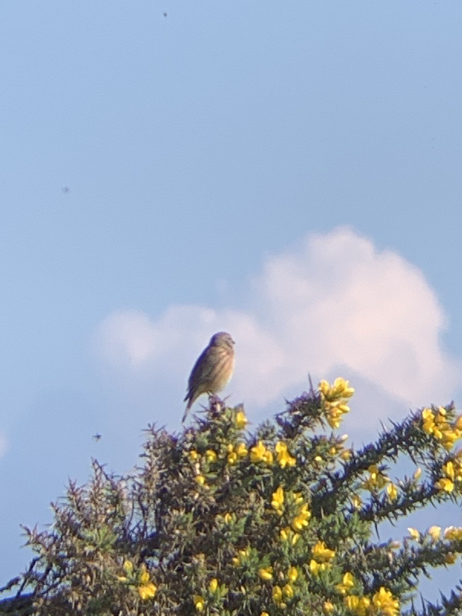 Eurasian Linnet - ML618073392