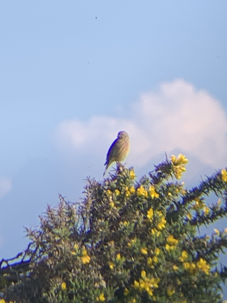 Eurasian Linnet - ML618073393