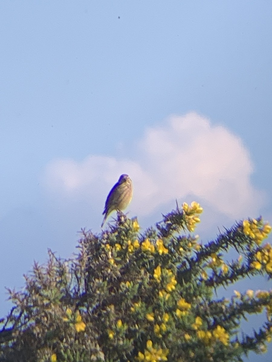 Eurasian Linnet - ML618073394