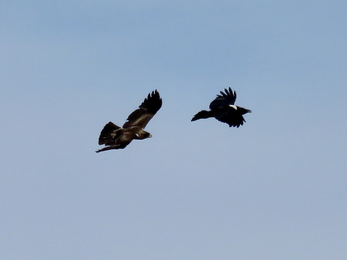 Booted Eagle - ML618073401