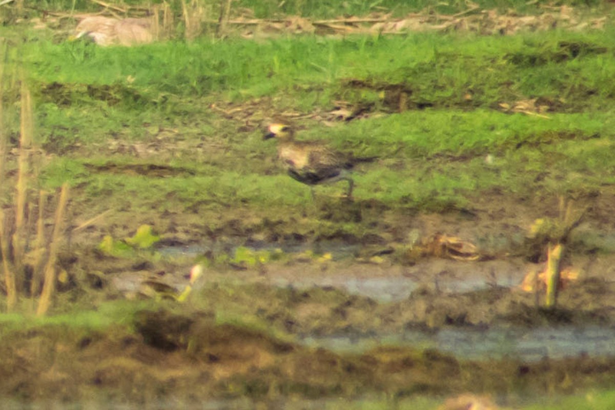 Black-bellied Plover/golden-plover sp. - ML618073405