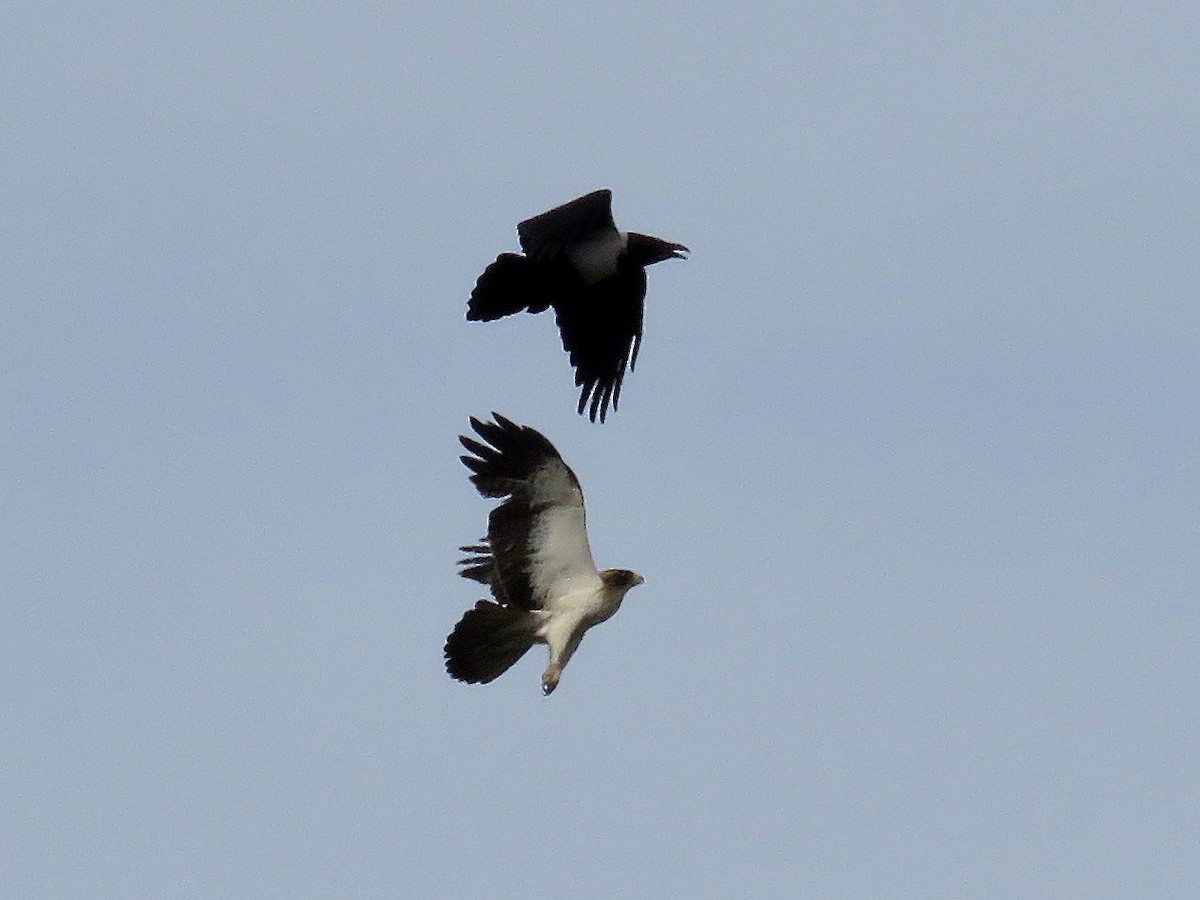 Booted Eagle - ML618073406