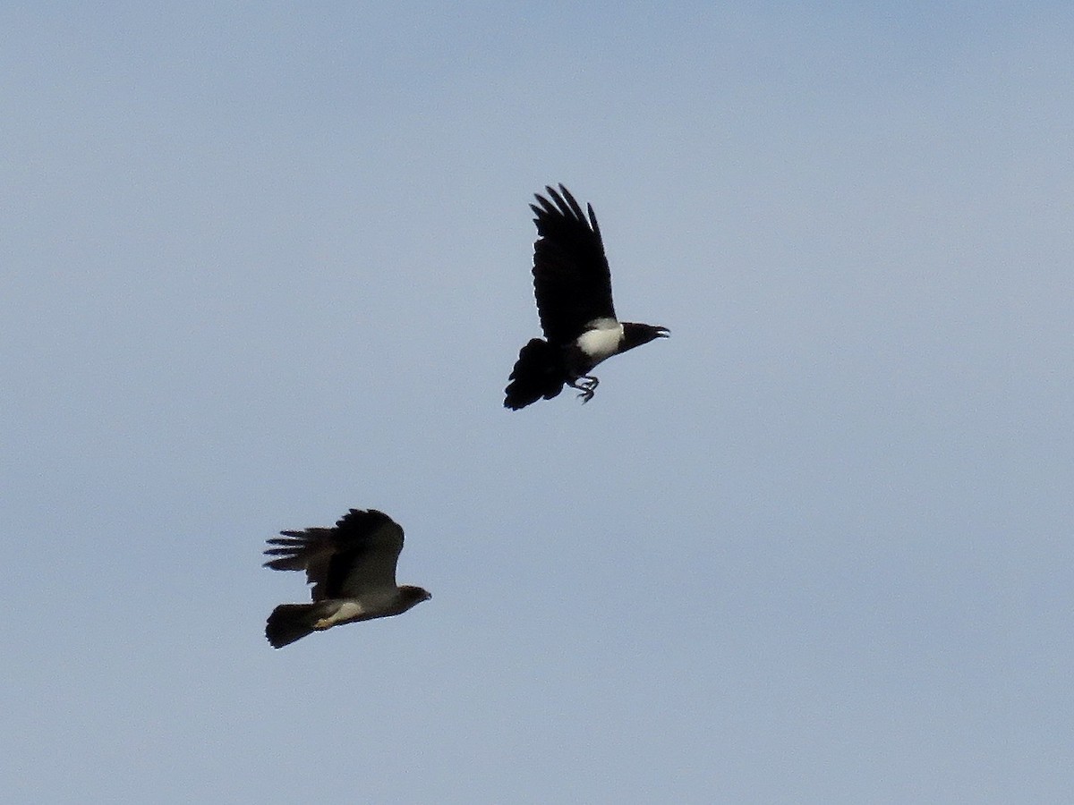 Booted Eagle - ML618073408