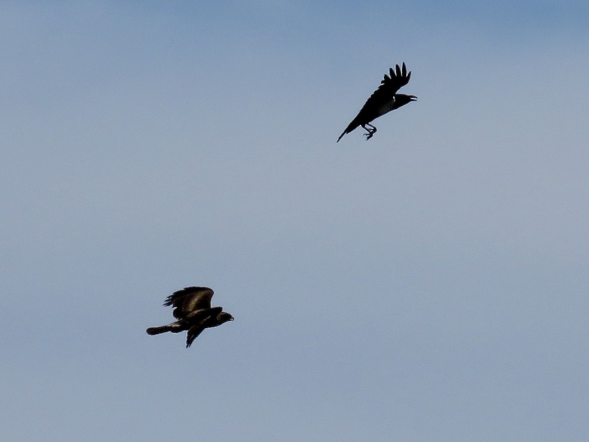 Booted Eagle - ML618073411