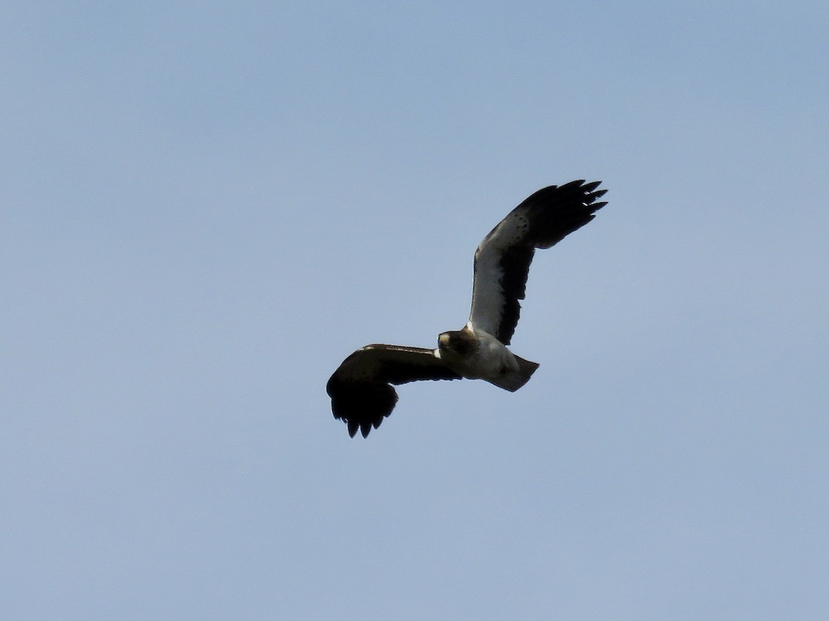 Booted Eagle - Simon Pearce