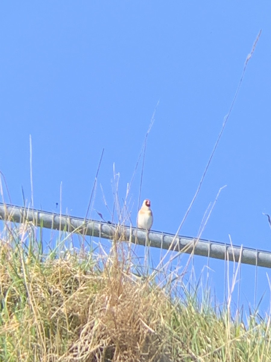 European Goldfinch - ML618073426