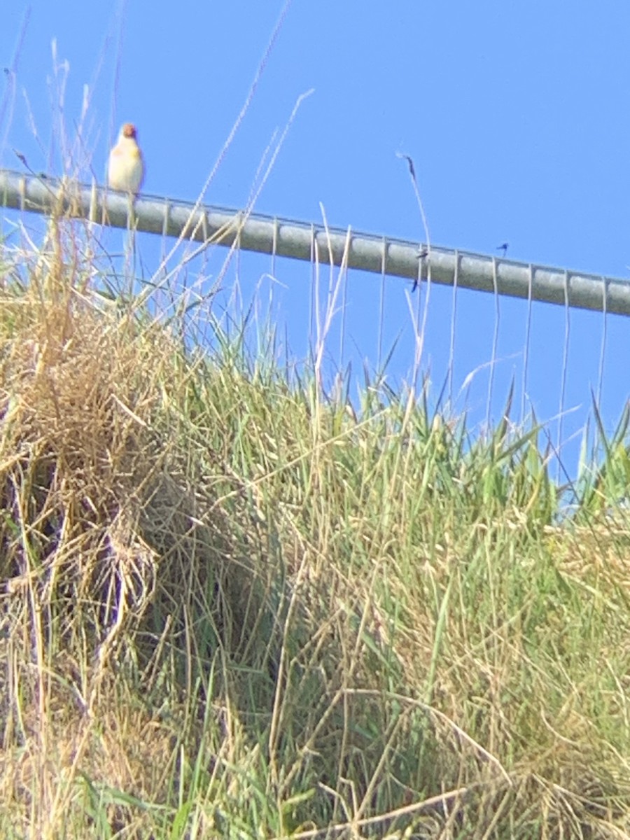 European Goldfinch - Chris Hamilton