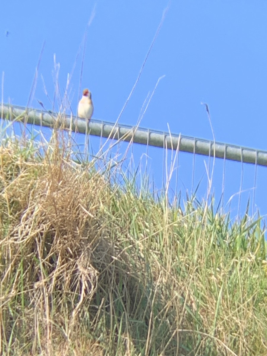 European Goldfinch - Chris Hamilton