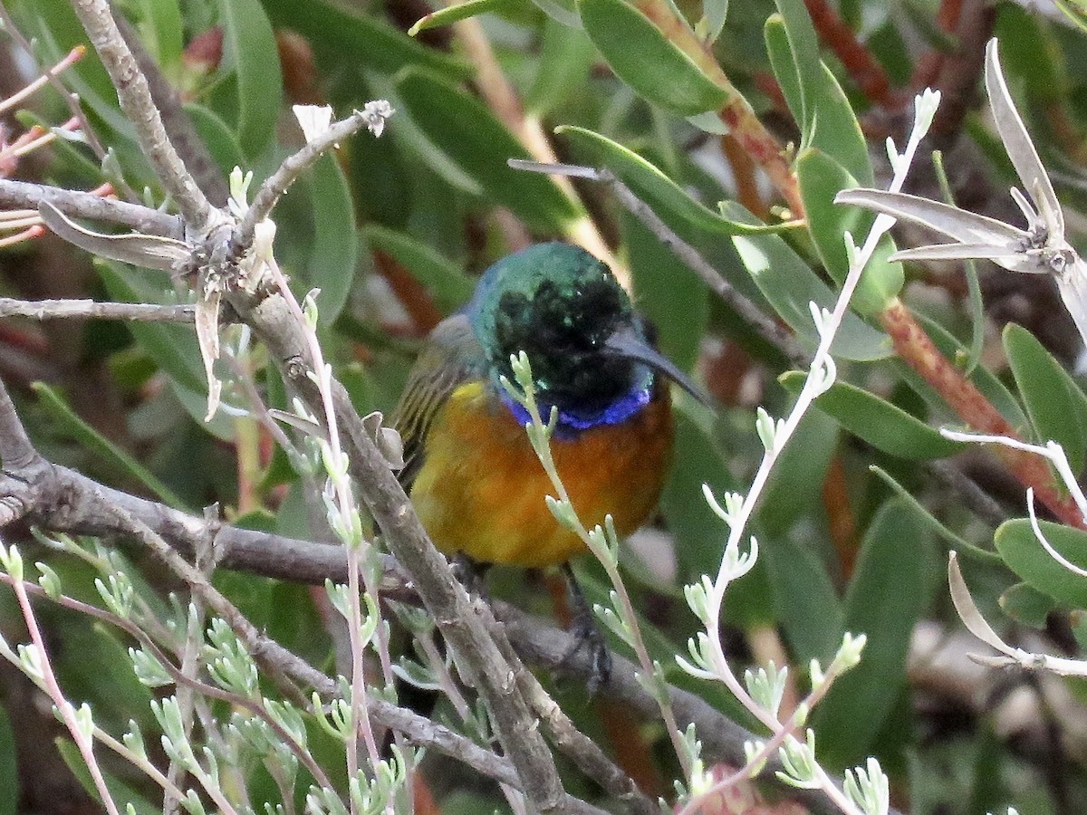 Orange-breasted Sunbird - Simon Pearce