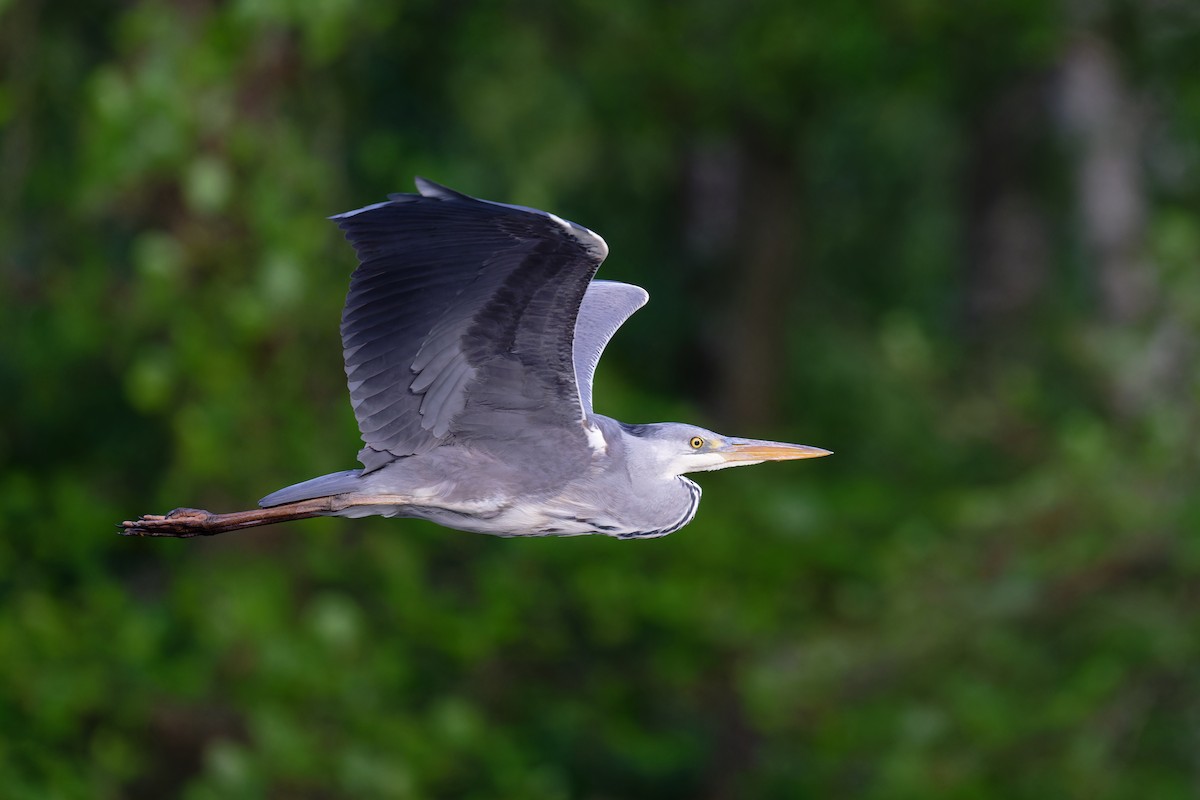 Gray Heron - Andreas Stadler