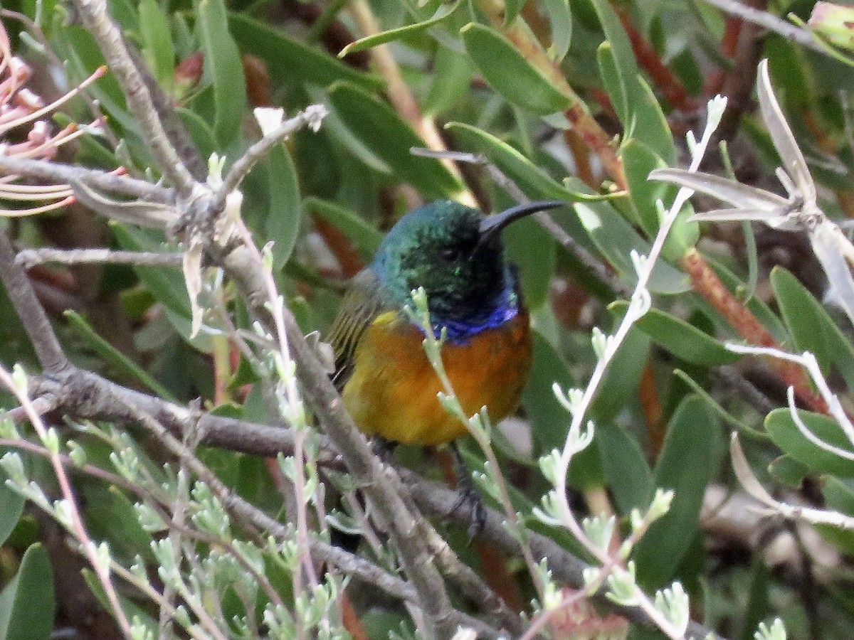 Orange-breasted Sunbird - ML618073437