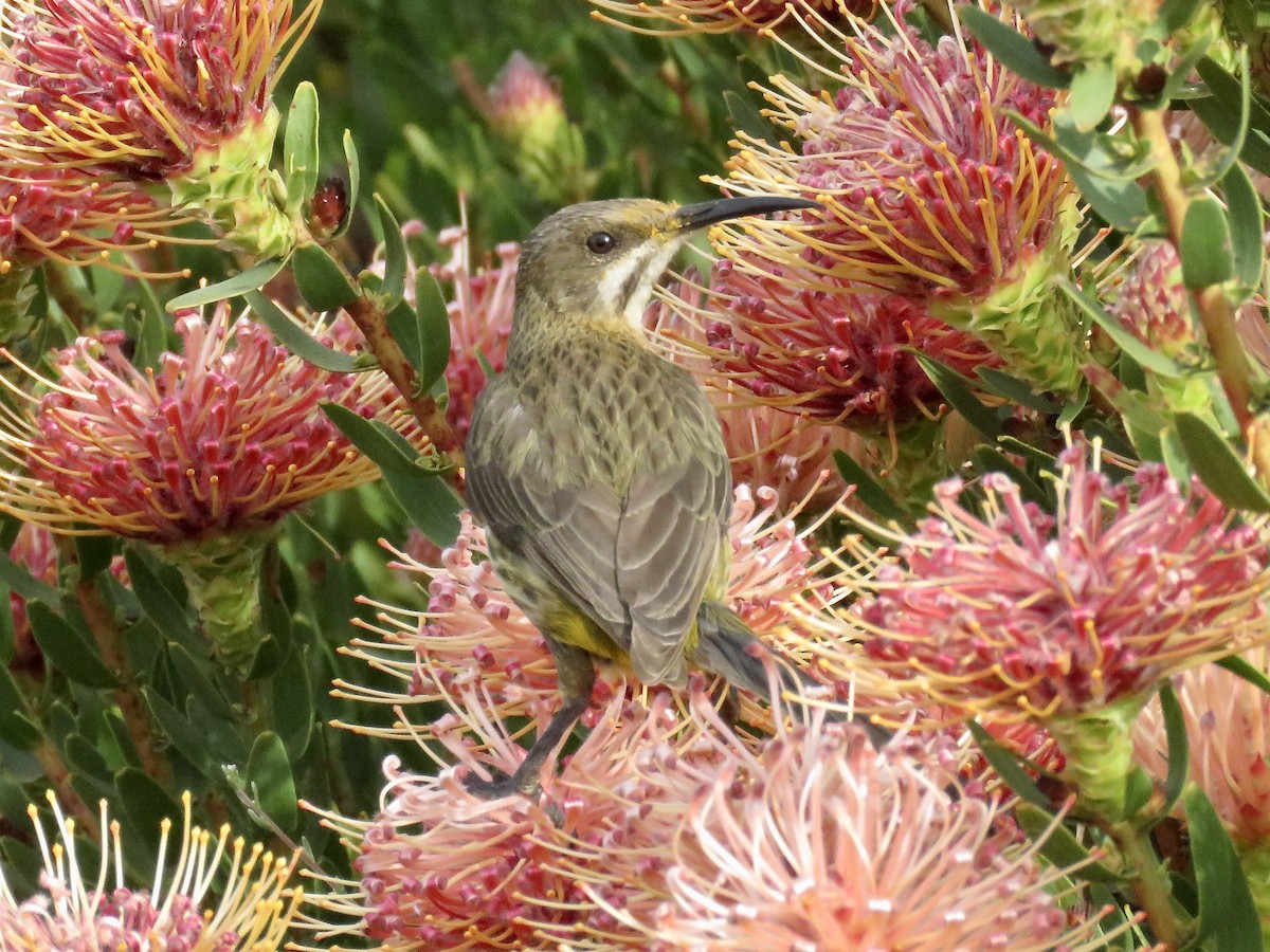 Cape Sugarbird - ML618073443