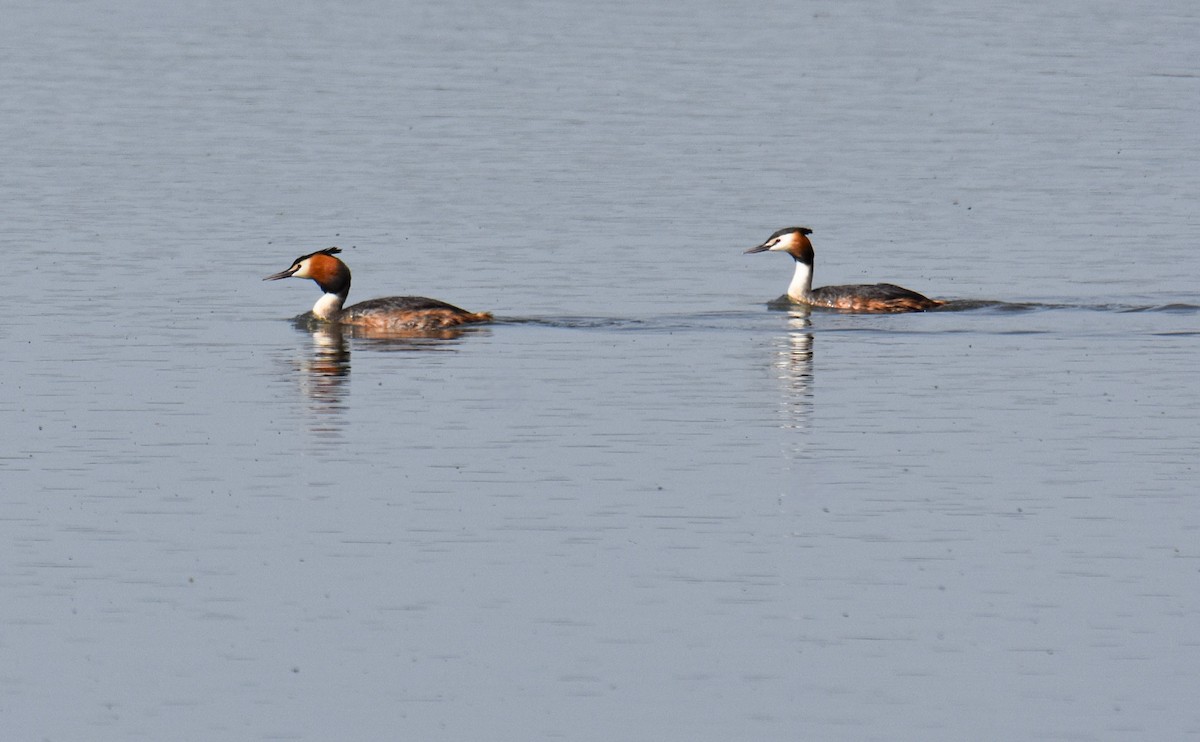 Great Crested Grebe - Miguel Ángel Mora Quintana