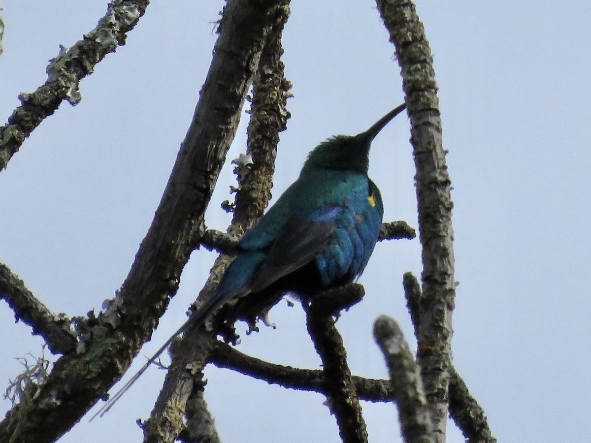 Malachite Sunbird - Simon Pearce