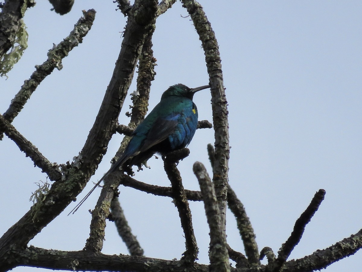 Malachite Sunbird - Simon Pearce