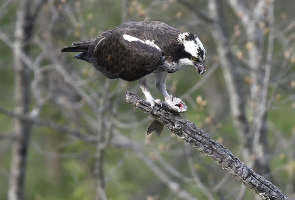 Osprey (carolinensis) - Randy Bodkins