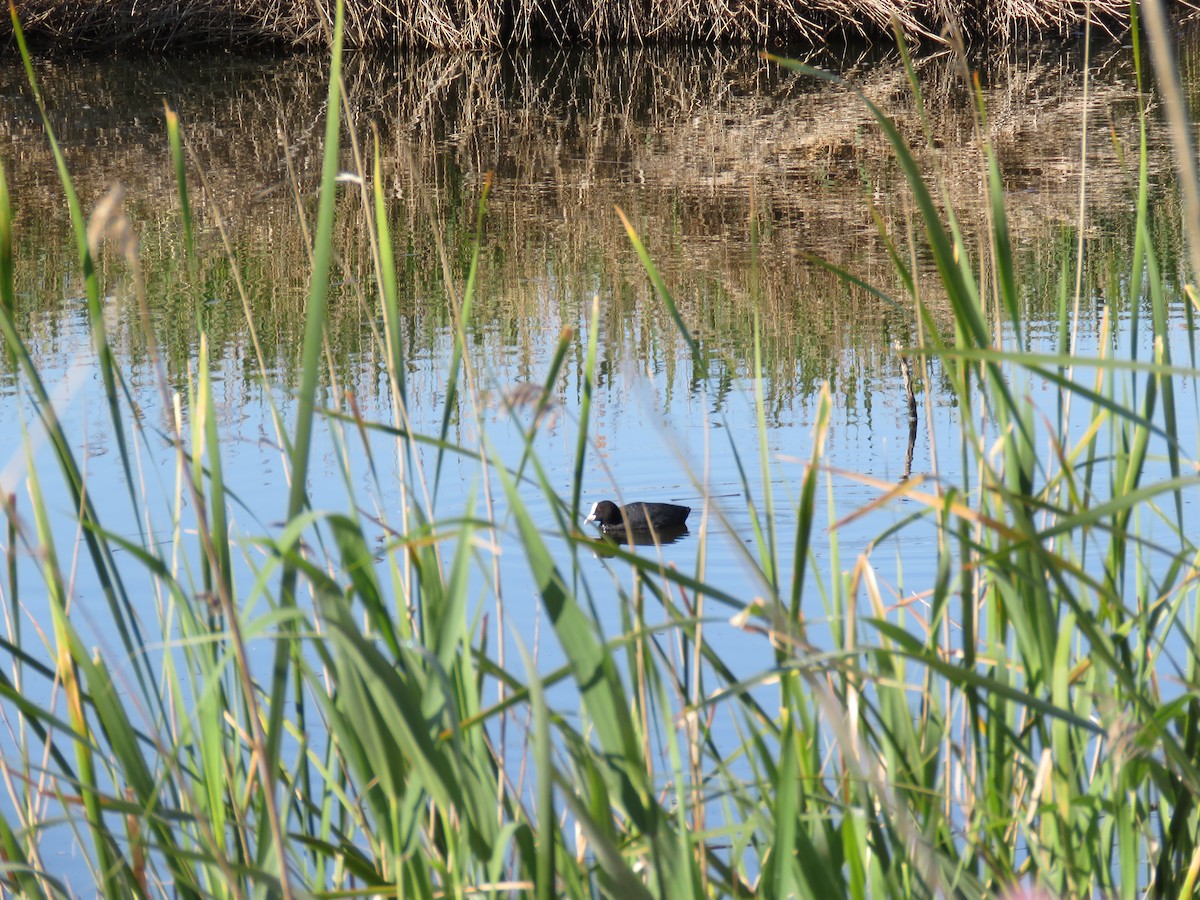 Eurasian Coot - Sofía González-Gallego MP