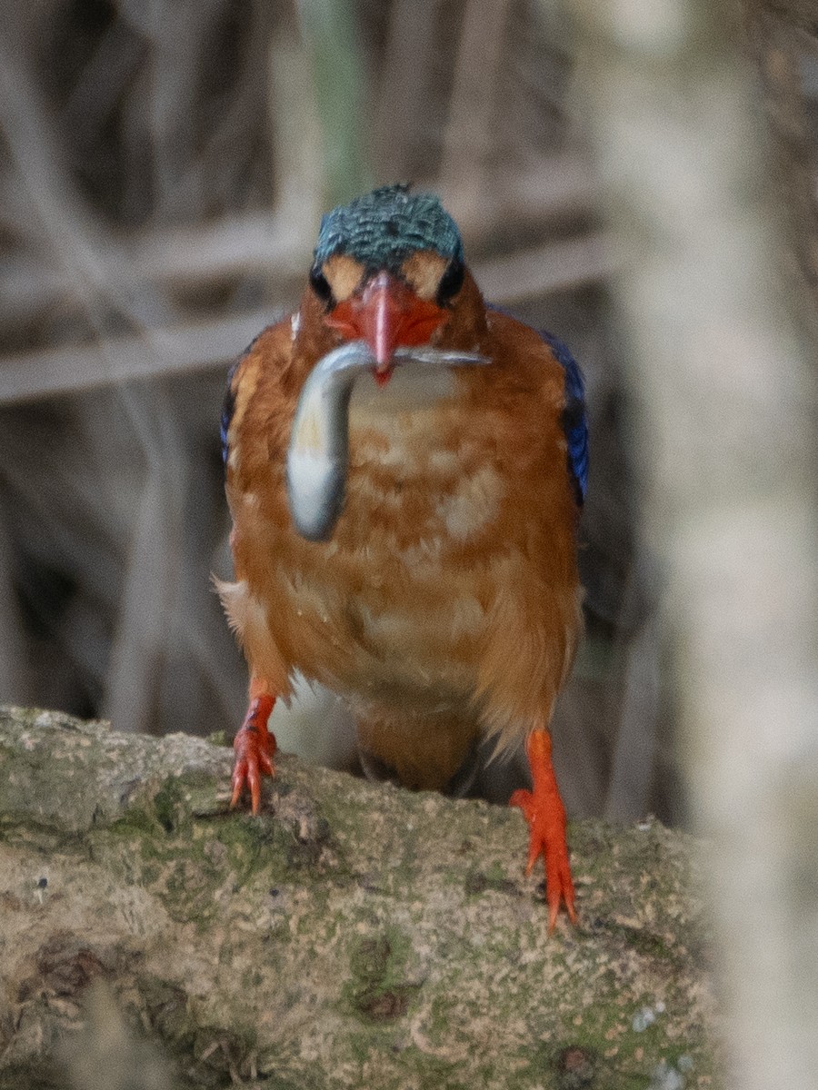 Malachite Kingfisher - ML618073465